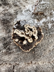 Peniophora albobadia