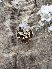 Peniophora albobadia