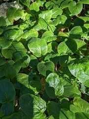 Valeriana lapathifolia