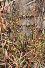 Polygonum douglasii