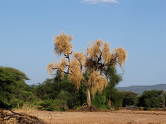 Philenoptera violacea