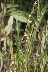 Polygonum douglasii
