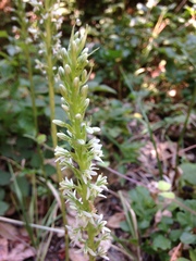 Platanthera elegans elegans