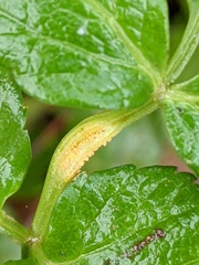 Puccinia smyrnii