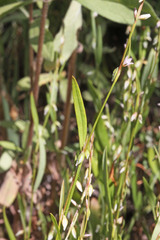 Polygonum douglasii