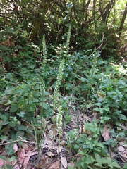 Platanthera elegans elegans