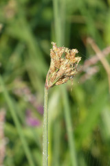 Schoenoplectus tabernaemontani