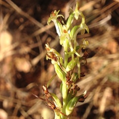 Platanthera elegans elegans