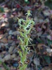 Platanthera elegans elegans