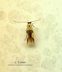 Stathmopoda luminata