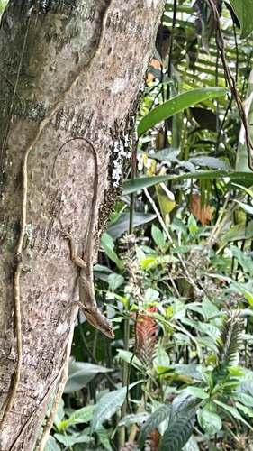 Tolima Anole, Anolis tolimensis