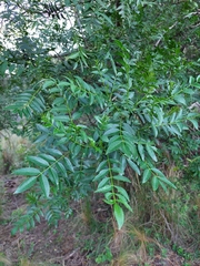 Zanthoxylum coco