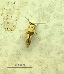 Stathmopoda luminata