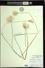 Eriophorum chamissonis