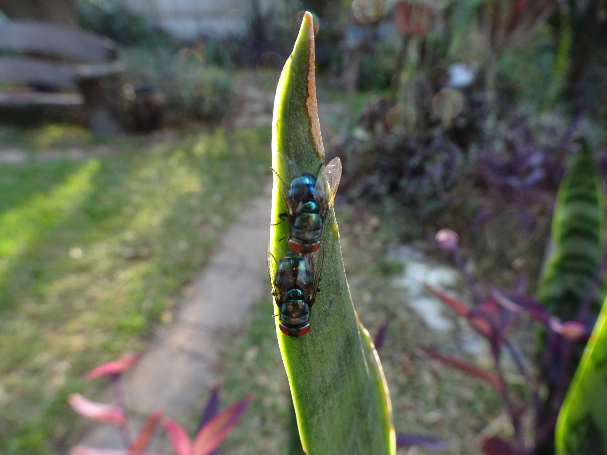 Chrysomya megacephala (Fabricius, 1794)