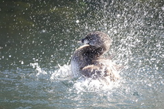Podilymbus podiceps