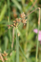 Schoenoplectus tabernaemontani