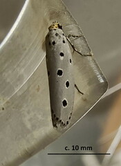 Ethmia circumdatella