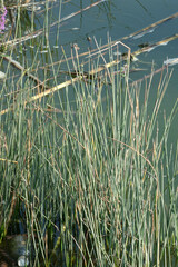 Schoenoplectus tabernaemontani