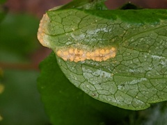 Puccinia smyrnii