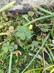 Oxalis pes-caprae