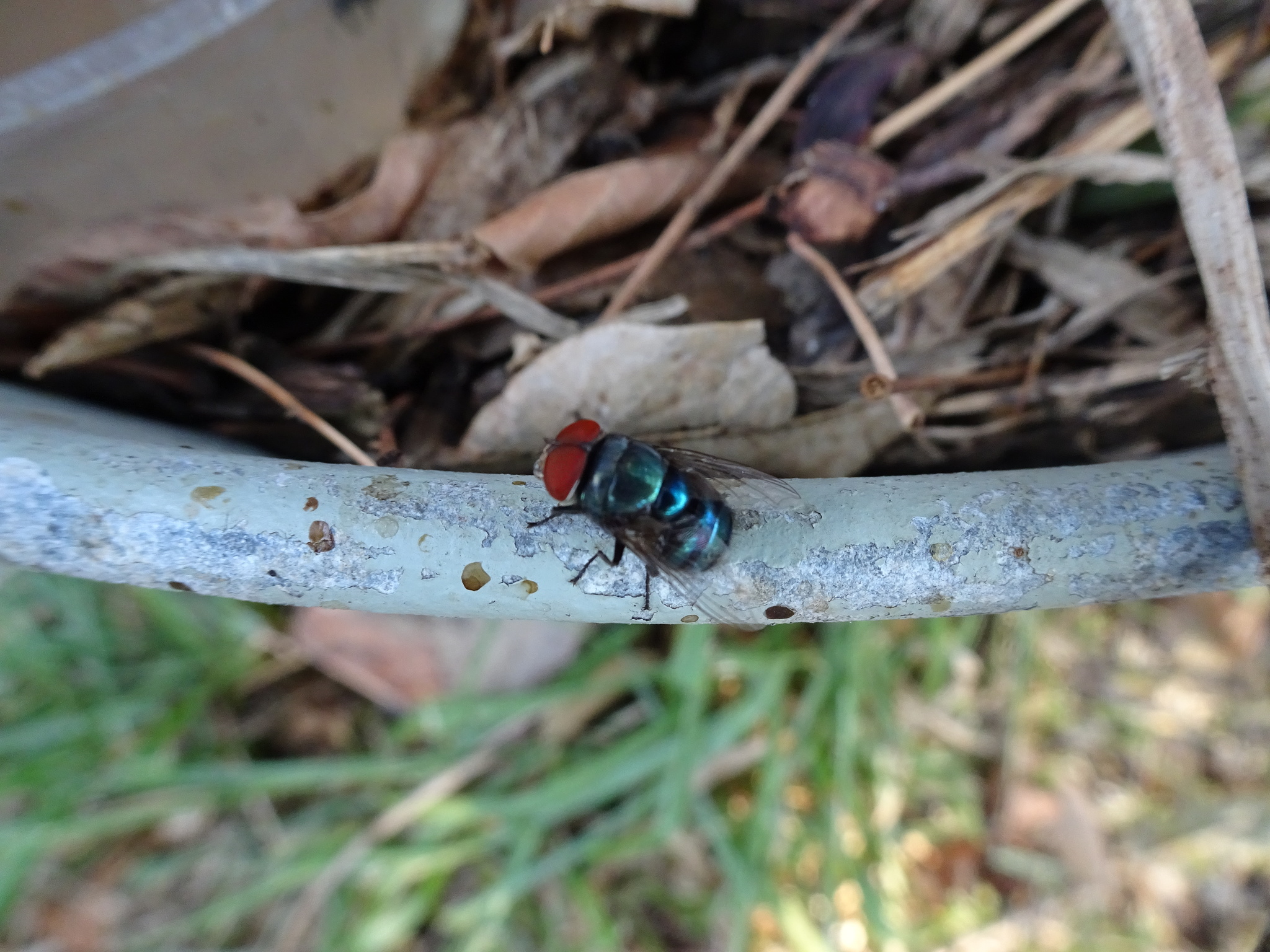 Chrysomya megacephala (Fabricius, 1794)