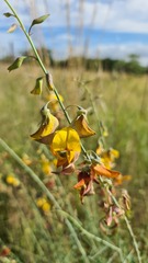 Crotalaria