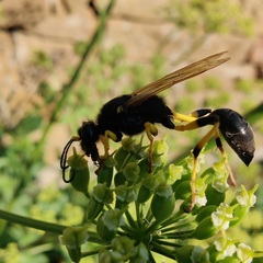 Sceliphron destillatorium