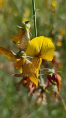 Crotalaria