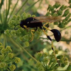 Sceliphron destillatorium