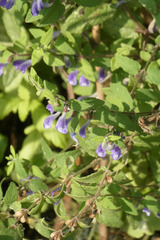 Scutellaria galericulata