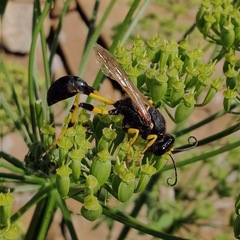 Sceliphron destillatorium