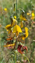 Crotalaria