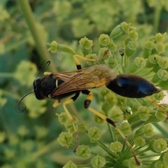 Sceliphron destillatorium