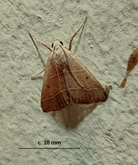 Pyralinae