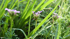 Camponotus crispulus