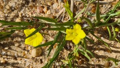 Convolvulaceae