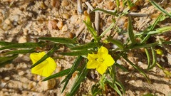 Convolvulaceae