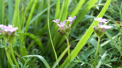 Camponotus crispulus