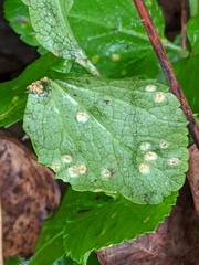 Puccinia smyrnii