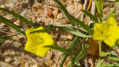Convolvulaceae