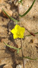 Convolvulaceae