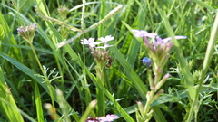 Camponotus crispulus
