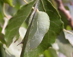 Apatura ilia