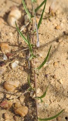 Convolvulaceae