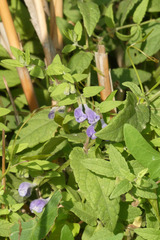 Scutellaria galericulata