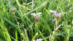 Camponotus crispulus