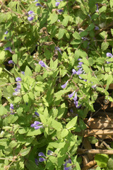 Scutellaria galericulata