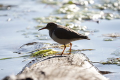 Actitis macularius