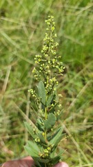Searsia pondoensis